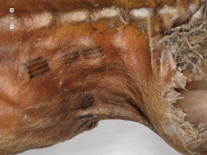 Tatuajes de Ötzi "El hombre del hielo"